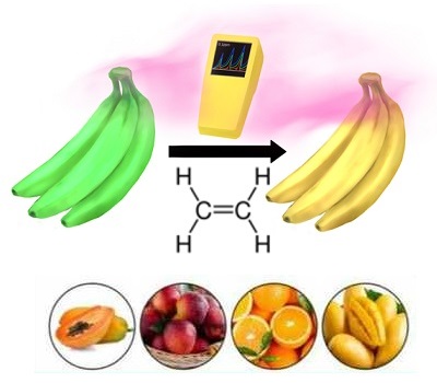 Ứng Dụng của Khí Ethylene trong Ủ Chín Trái Cây